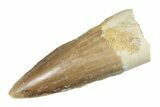 Juvenile Fossil Spinosaurus Tooth - Real Dinosaur Tooth #264814-1